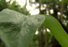 Amazzonia: la pioggia arriva oggi, ma ecco la verità e molto altro