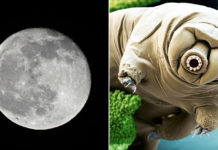 tardigradi luna