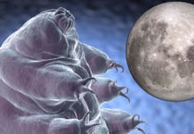 tardigradi sulla luna