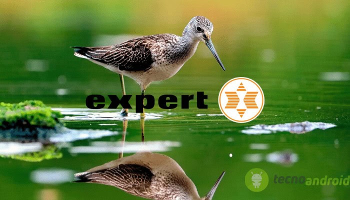 expert