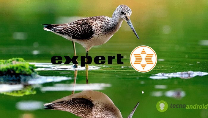 expert