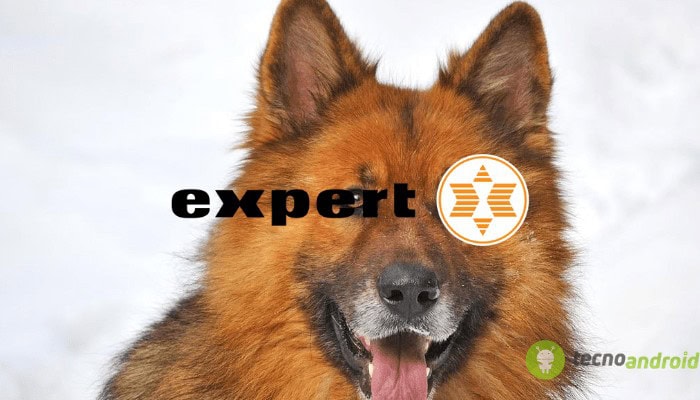 expert