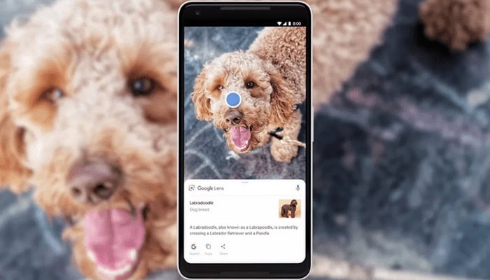 google-lens-razze-felice-canine