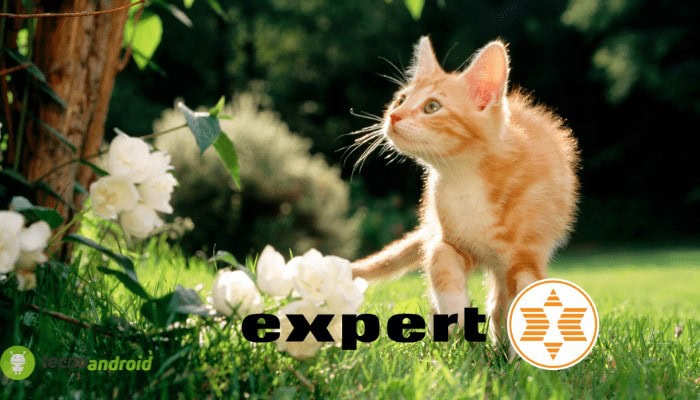 expert