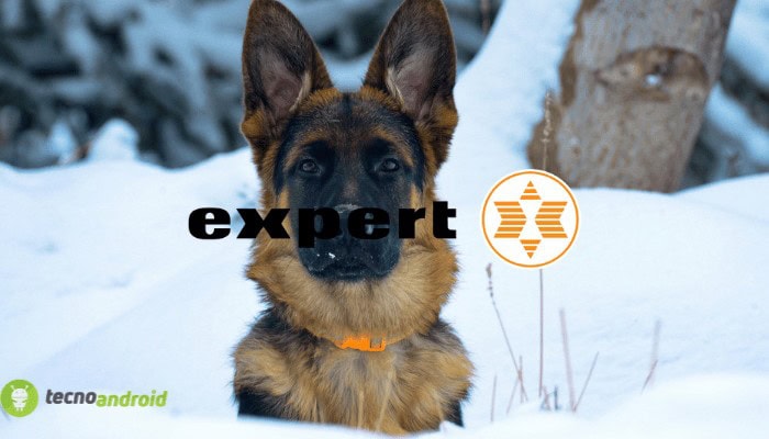 expert