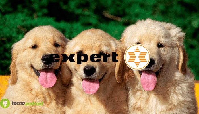 expert