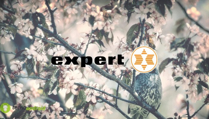 expert