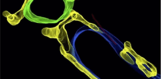 cellule cardiache