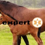 expert