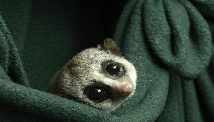 lemuri