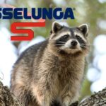 esselunga