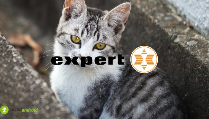 expert