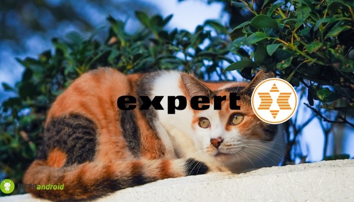 expert