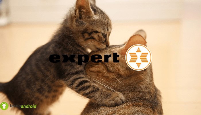 expert