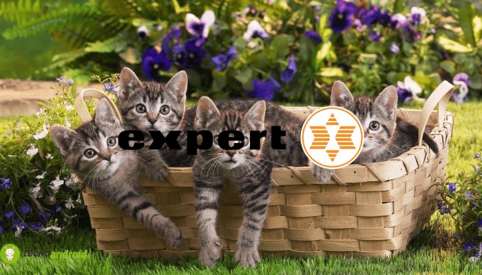 expert