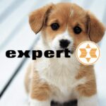 expert