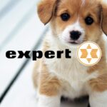 expert