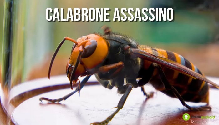 Calabrone Assassino: l'anno non è ancora finito, avvistato il primo esemplare del 2021