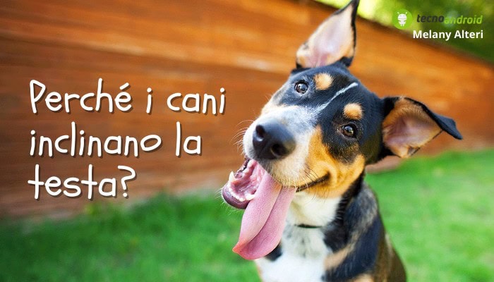 Cani: cosa si nasconde dietro ai loro comportamenti? Ecco perché inclinano la testa