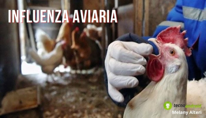 Aviaria: allerta focolai, virus H5N1 negli allevamenti avicoli del Lazio (e non solo)