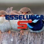 esselunga