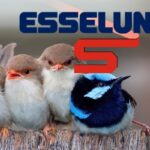 esselunga