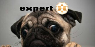 expert