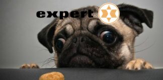 expert