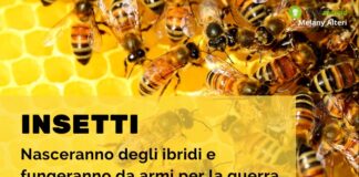 Guerra: si torna indietro, gli insetti verranno nuovamente utilizzati come "armi"