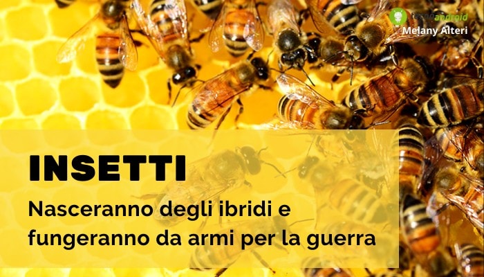 Guerra: si torna indietro, gli insetti verranno nuovamente utilizzati come 