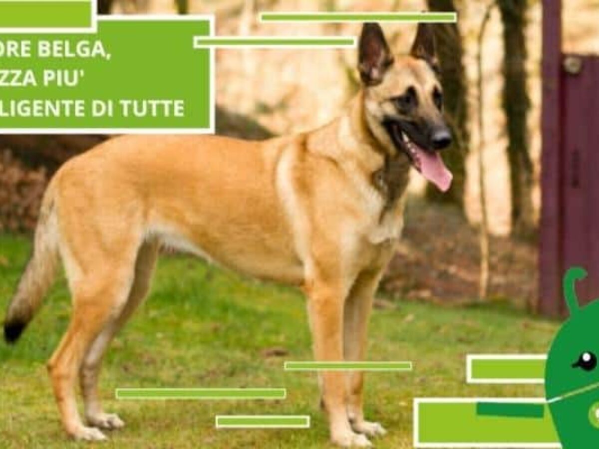 Il cane più intelligente - Smartdog