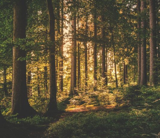 In Inghilterra ritrovati i fossili della foresta più antica di sempre