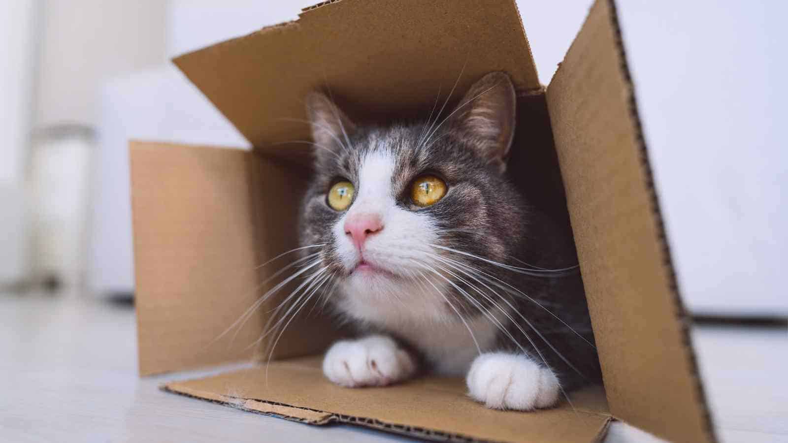 Il paradosso del gatto di Schrödinger potrebbe aver trovato una sua soluzione