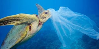 Inquinamento: il Mediterraneo pieno di rifiuti come l'Oceano Pacifico