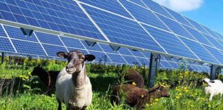 Agrivoltaico: gli Stati Uniti investono sugli impianti e l'Italia cosa farà?