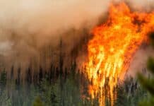 Incendi nei boschi: in Canada la situazione è molto delicata
