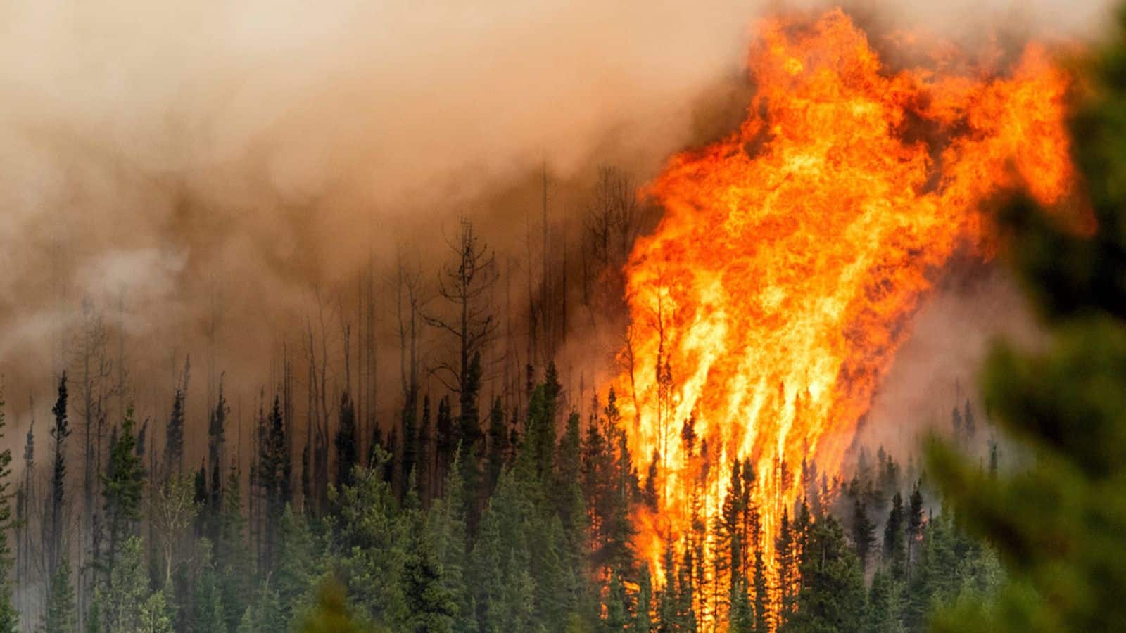 Incendi nei boschi: in Canada la situazione è molto delicata 