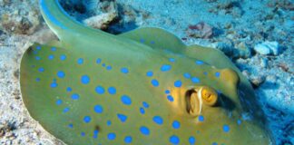 Animale marino dal colore molto strano