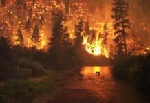 Gli incendi boschivi sono un pericolo comune per molti paesi, ma un team di scienziati ha sviluppato un AI che viene in nostro soccorso.