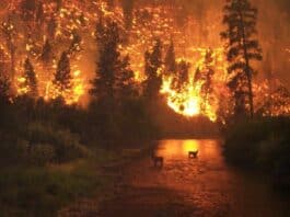 Gli incendi boschivi sono un pericolo comune per molti paesi, ma un team di scienziati ha sviluppato un AI che viene in nostro soccorso.