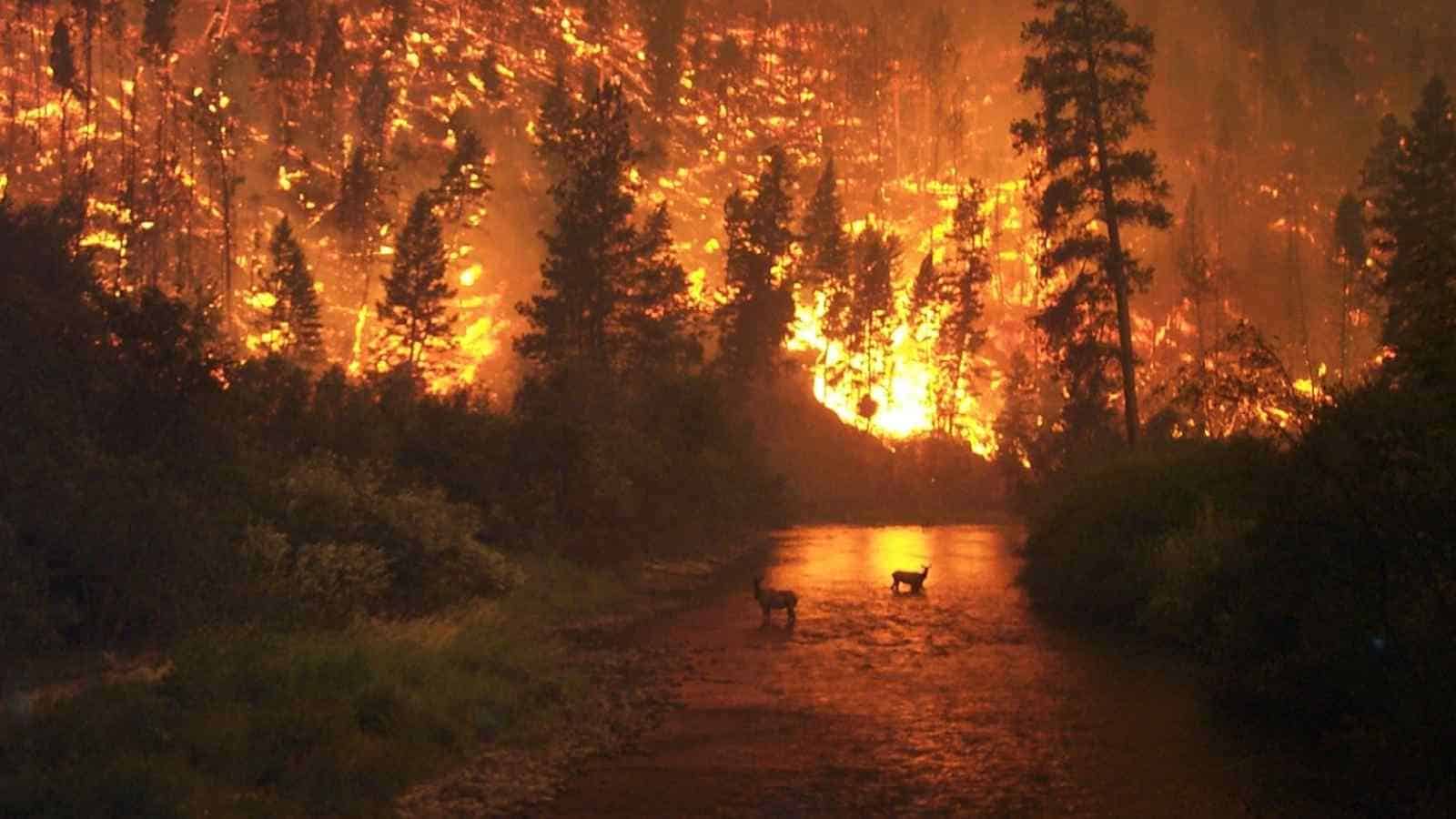 Gli incendi boschivi sono un pericolo comune per molti paesi, ma un team di scienziati ha sviluppato un AI che viene in nostro soccorso.