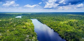 Foreste tropicali in difficoltà: il cambiamento climatico le sta danneggiando