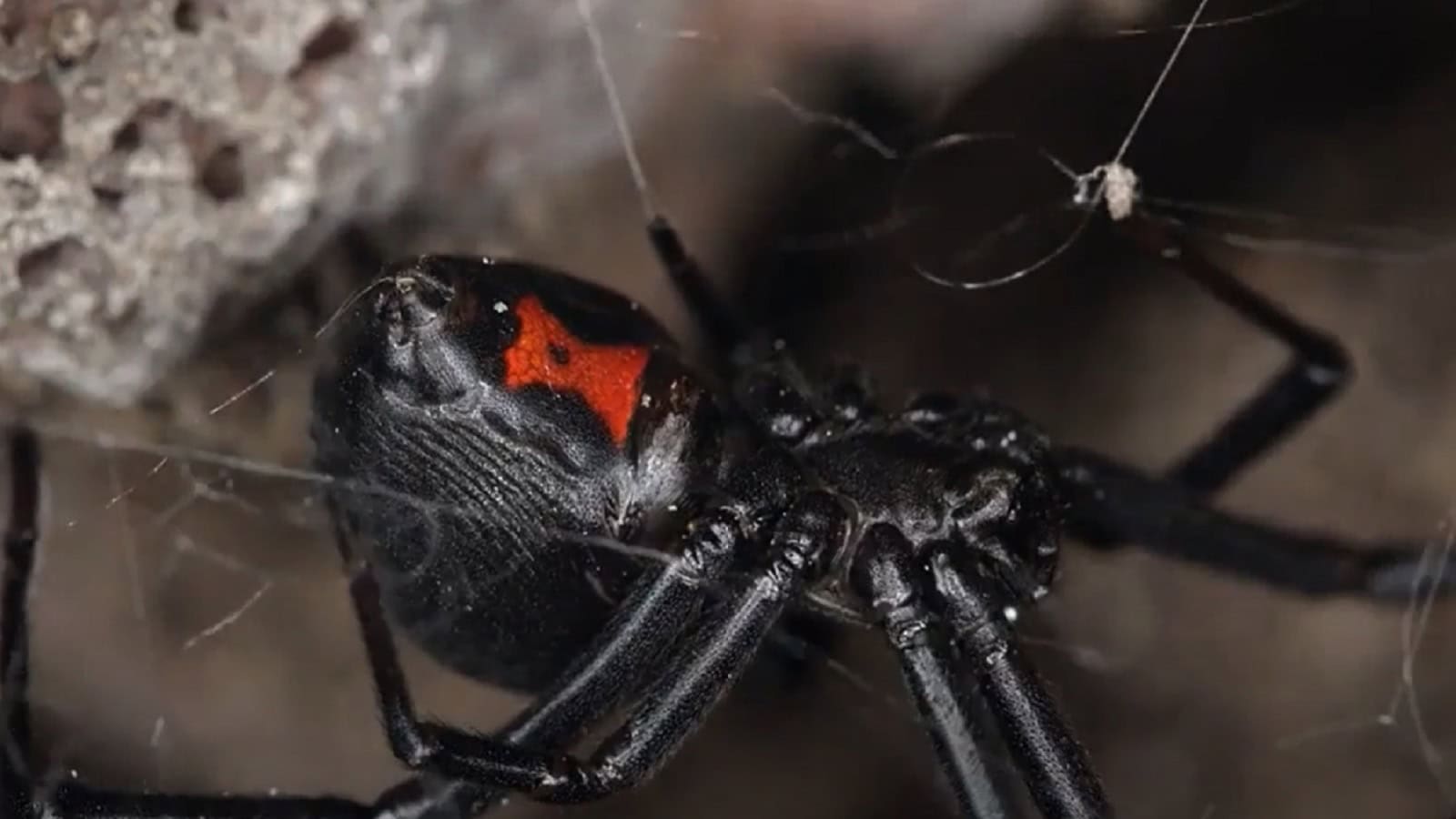 Cavi di fibre, l'invenzione ispirata a Spider-Man