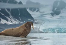 Mesyatsev era un enorme iceberg che sin dal 2010 veniva monitorato dagli umani ed abitato da molti trichechi, ora però non esiste più.