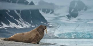 Mesyatsev era un enorme iceberg che sin dal 2010 veniva monitorato dagli umani ed abitato da molti trichechi, ora però non esiste più.